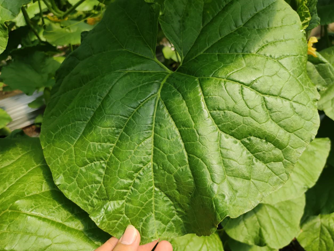 司普沃進口水溶肥怎么樣？專業(yè)技術老師來解答。