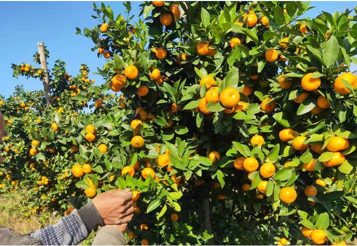 水溶肥廠(chǎng)家告訴你，腐植酸水溶肥有什么用