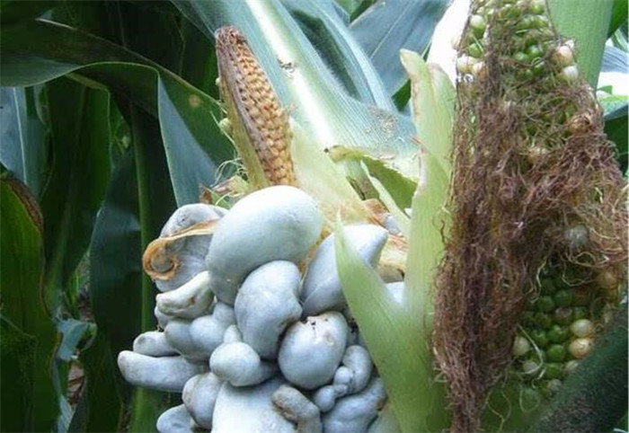 植物生長調節(jié)劑的作用