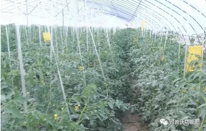 番茄卷葉不只是因?yàn)楦邷睾洼喿髂敲春?jiǎn)單，葉片“向上卷”和“向下卷”也不一樣！