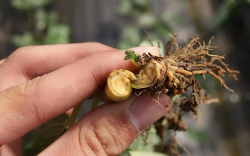 葡萄根腐病怎么辦？別擔(dān)心，司普沃赫蔓微生物菌劑能有效解決！