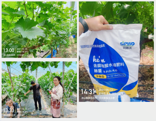 “氮、磷、鉀”三要素，你真吃透了嗎？