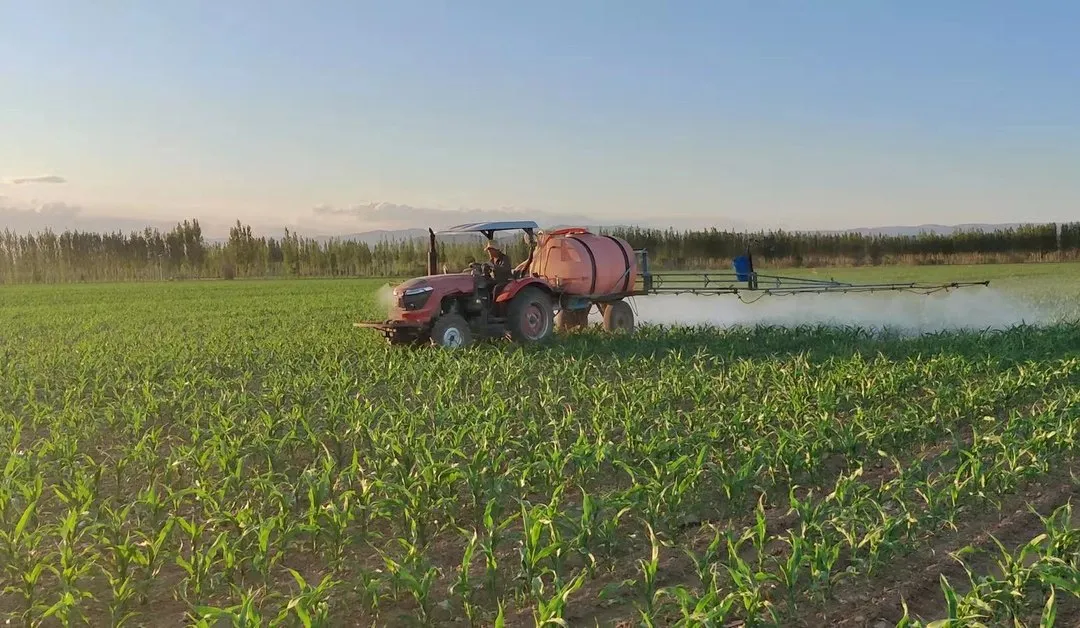 如何防止玉米倒伏？做好這三點(diǎn)*關(guān)鍵?。?！