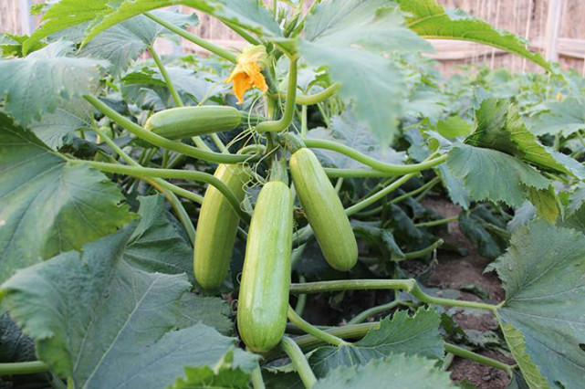 西葫蘆死苗，不知道是什么原因，司普沃來(lái)幫您！