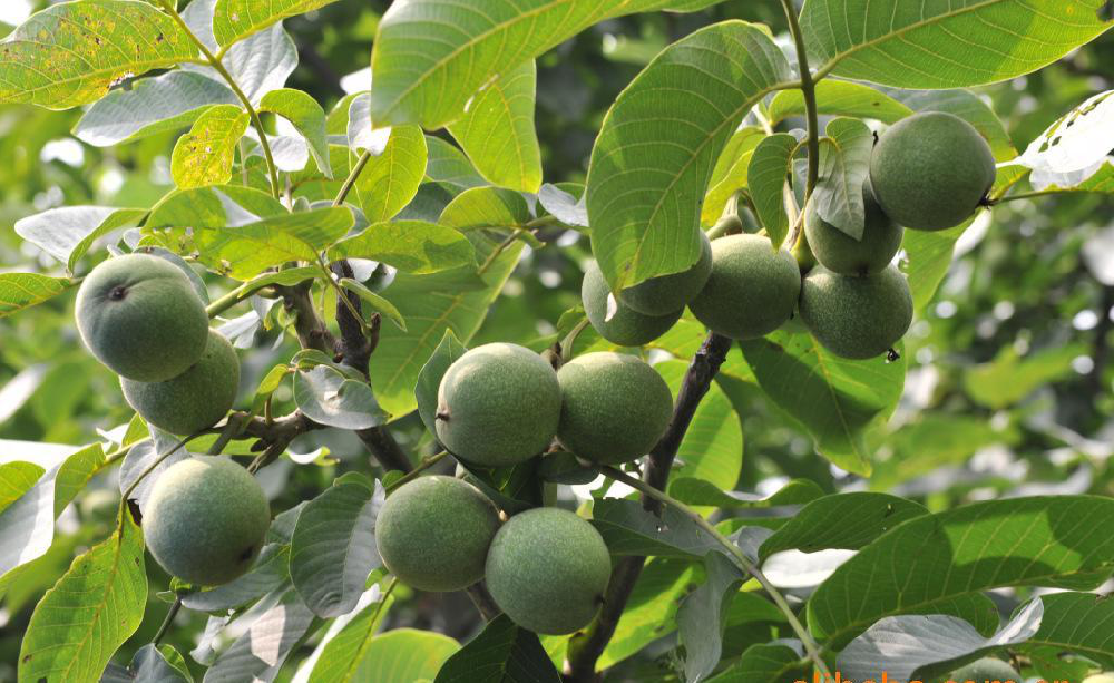 核桃早期落果，降低收益，怎么辦？