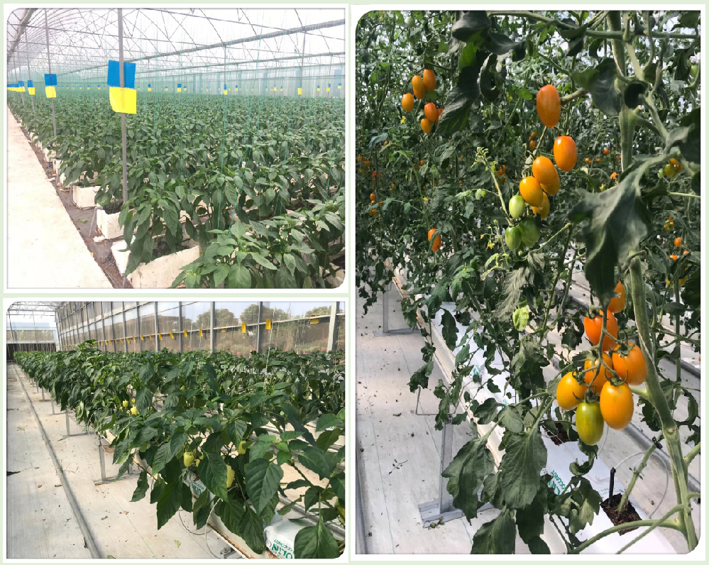 番茄早疫病害怎么辦！原來是這個(gè)原因