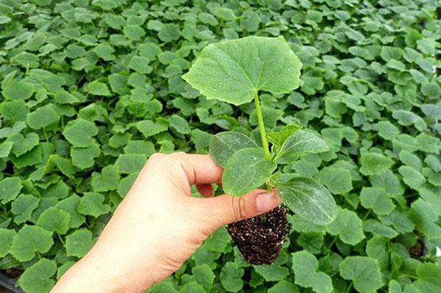 越夏黃瓜旺長徒長怎么辦?司普沃教您一招有效解決。