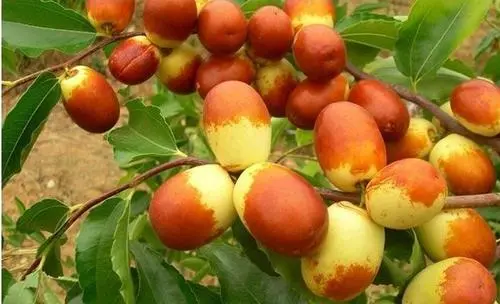 棗樹出現(xiàn)裂果，是什么原因，來聽聽司普沃是怎樣說的