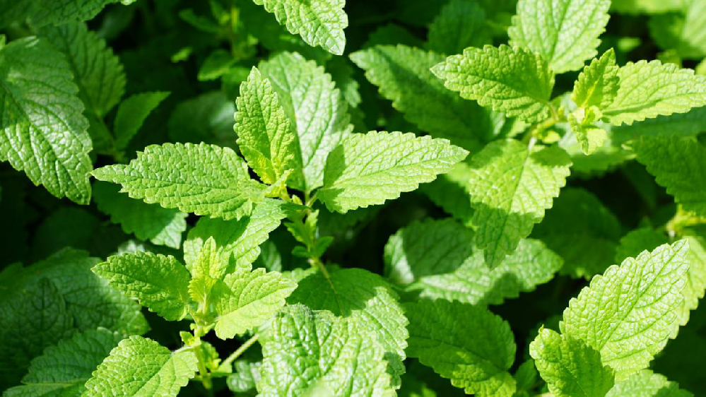 薄荷該怎樣提高產(chǎn)量，司普沃來為大家科普高產(chǎn)種植技術