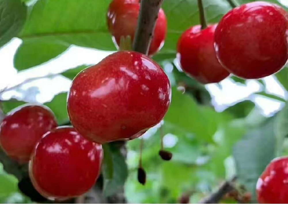 大櫻桃采收后如何管理，來看看司普沃的這篇文章