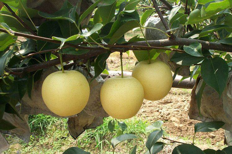 黃冠梨發(fā)生雞爪病，不知道發(fā)病原因和預防措施，來看看司普沃的這篇文章