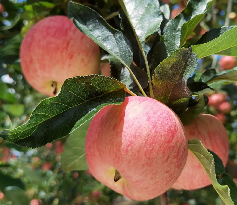 蘋果進入二次膨大期，不知道該怎樣施肥，司普沃來幫助大家