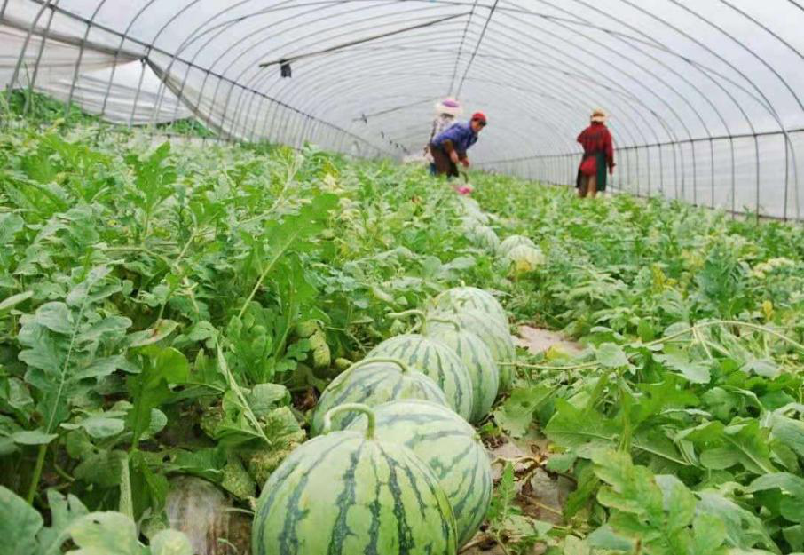 要想提高嫁接西瓜品質(zhì)，得知道這個關鍵技術