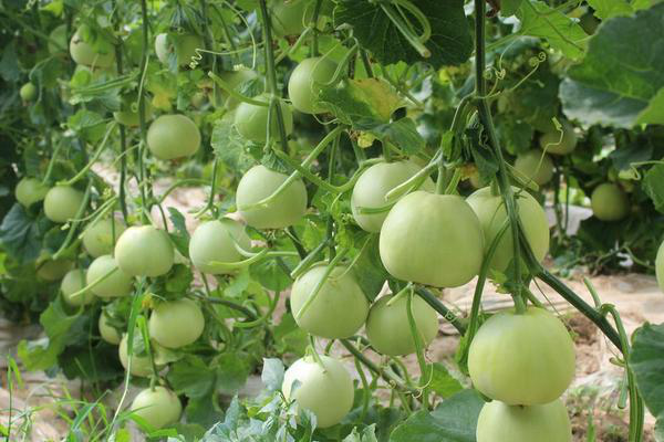 拱棚甜瓜下部葉片發(fā)黃，咋回事？來看看司普沃是怎么說的