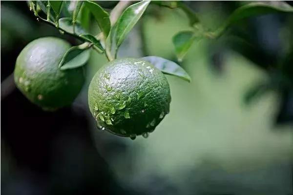 柑橘果實偏小，不知道如何選肥料，來看司普沃這篇文章