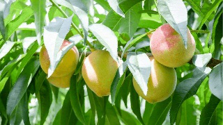 果實膨大期，遇持續(xù)降雨，怎么辦？司普沃來幫您