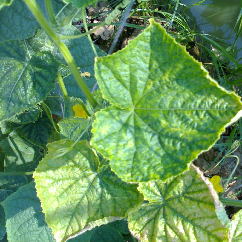 黃瓜出現(xiàn)黃葉，找不到病因，司普沃教您從這3方面查找