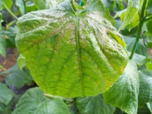 出現(xiàn)肥害的原因有很多，應該怎樣解決呢？速看司普沃這篇文章！