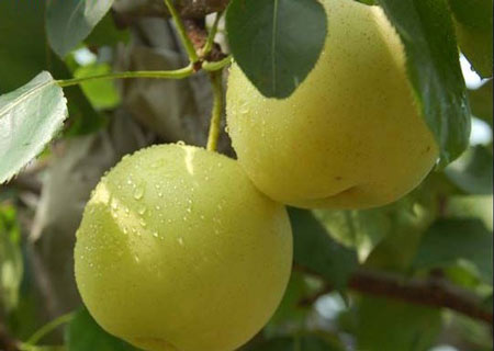 碭山酥梨糠化了，快與司普沃一起探究原因和解決方案吧！