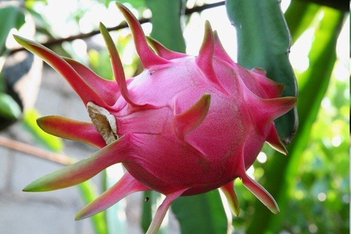 暴雨之后，火龍果園被淹！司普沃幫您進行災后補救