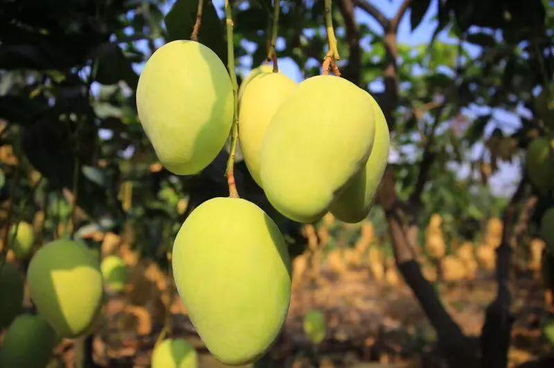 芒果落果嚴重，卻又得不到解決？司普沃來幫忙