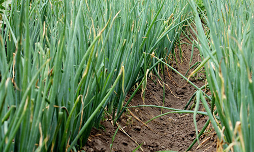 大蔥干尖黃葉，司普沃帶您了解原因及其防治措施！