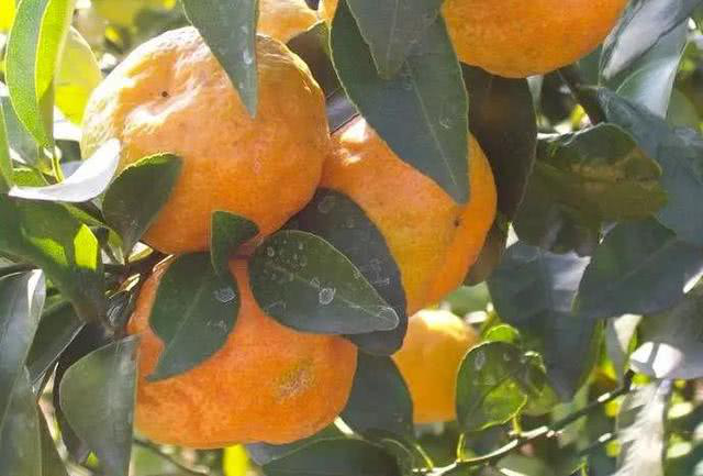 柑橘出現(xiàn)浮皮果，怎么辦？司普沃來幫您！