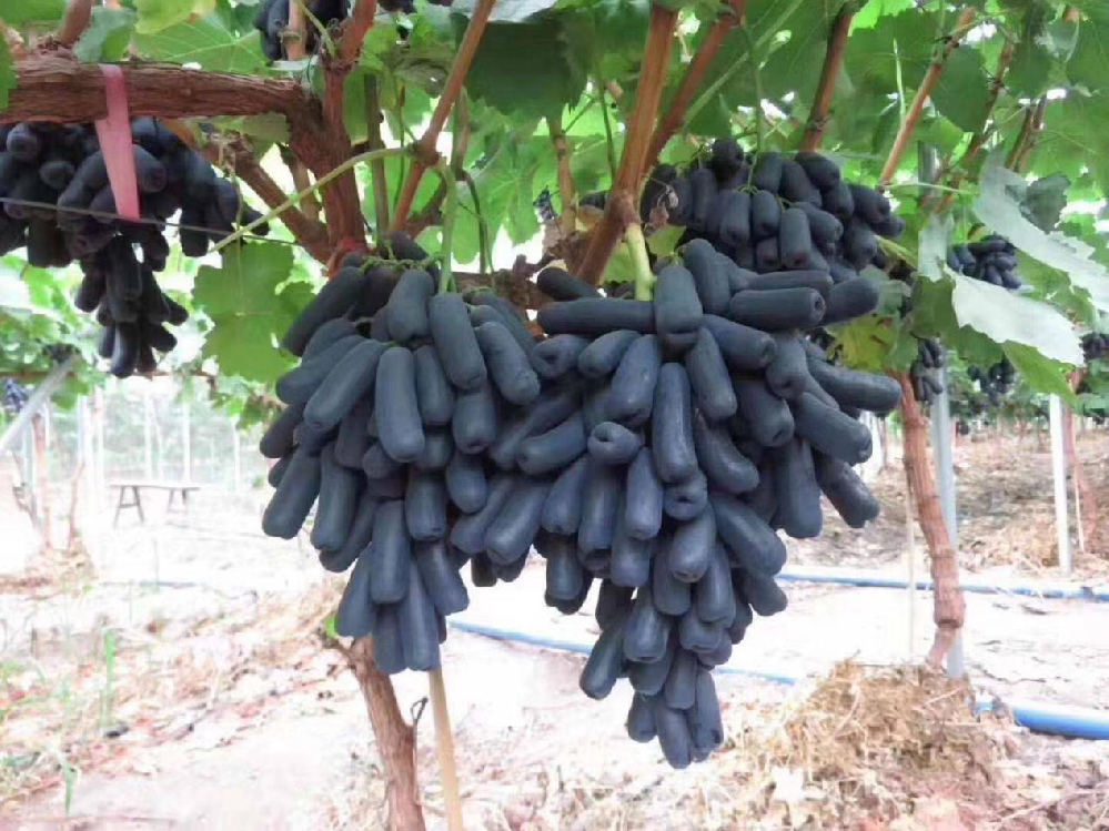 種植藍(lán)寶石葡萄，怎么使其高產(chǎn)呢？速看司普沃這篇文章