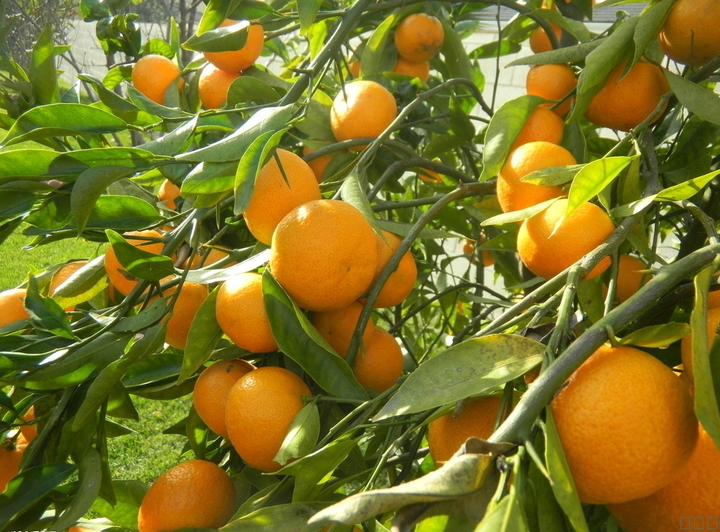 柑橘采前落果？是何原因？與司普沃一起來探究探究
