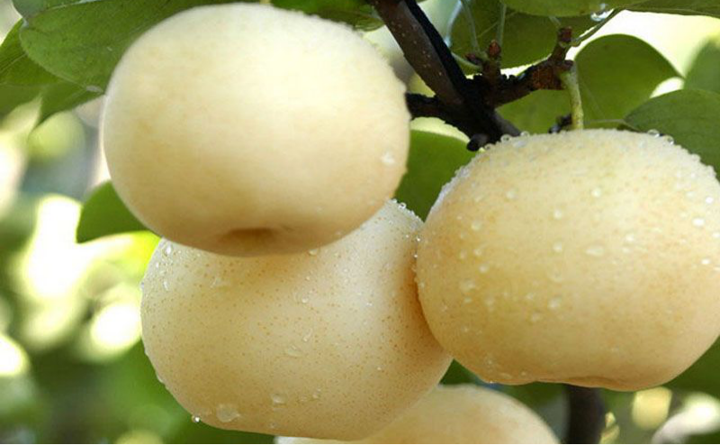 黃冠梨秋季如何管理？快與司普沃一起來(lái)看看！