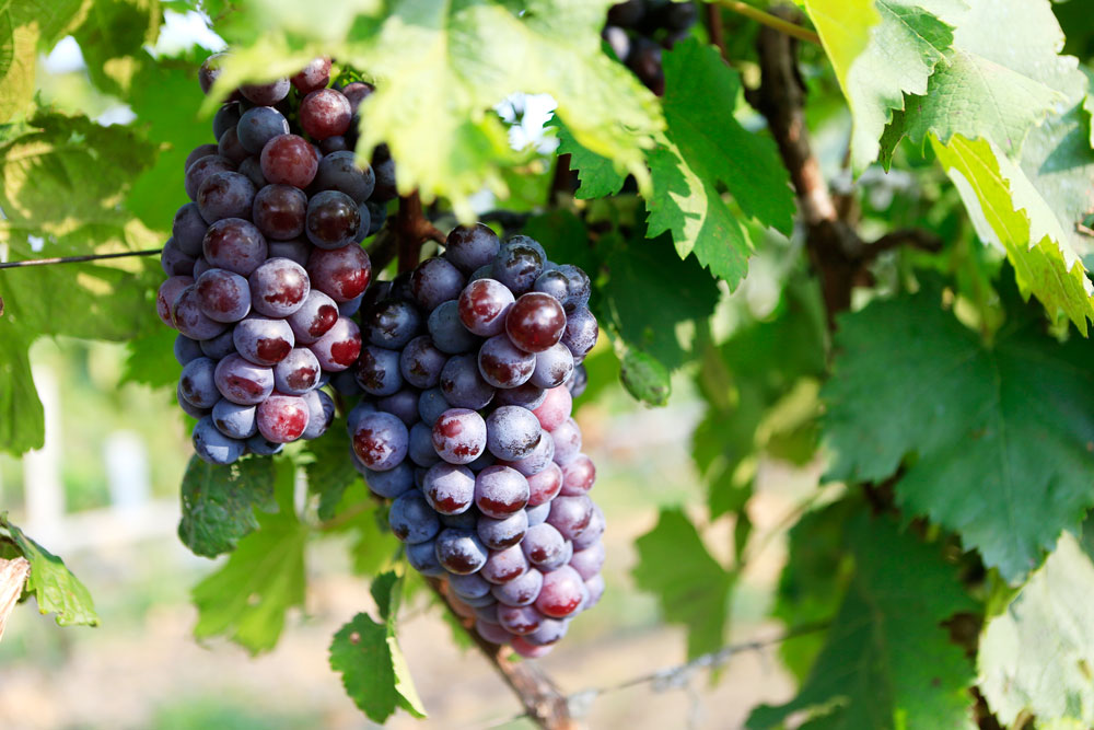 如何促進(jìn)葡萄著色，司普沃教您幾招，速看！