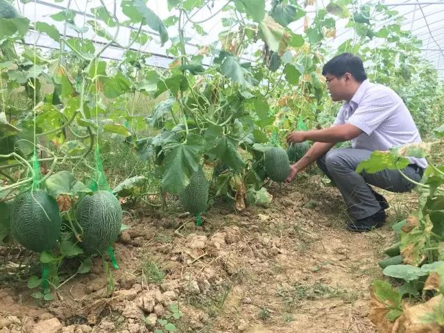 哈密瓜白粉病嚴(yán)重？如何進(jìn)行防治？司普沃為您解答