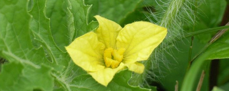 西瓜雄花無(wú)粉？這可嚴(yán)重了，與司普沃一起來(lái)看看該怎樣解決