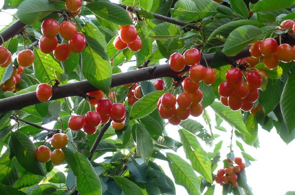 進(jìn)入到秋季，櫻桃一定要預(yù)防早期落葉，與司普沃一起來(lái)了解一下