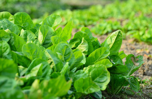 蔬菜根系弱、花少、病害多，怎么辦？與司普沃一起來看看