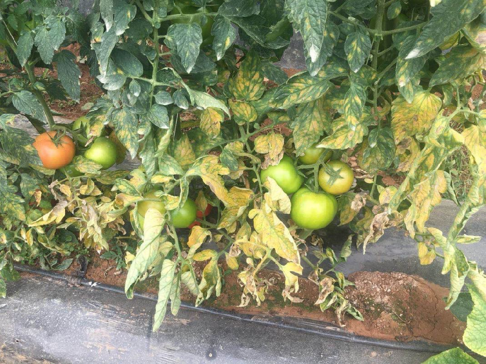 番茄葉霉病如何防治？司普沃為您解答