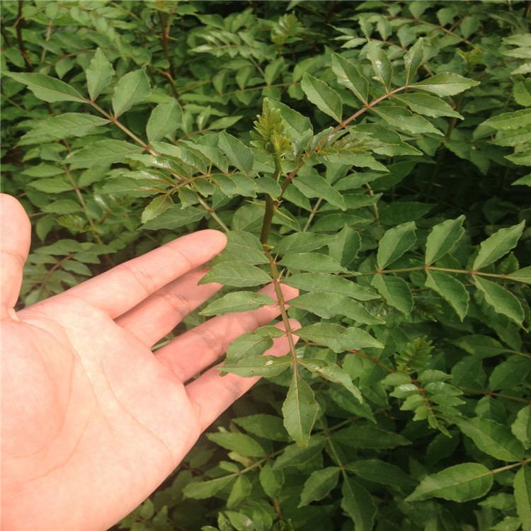 花椒根腐病如何防治？司普沃教您一招輕松解決