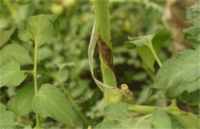 番茄芽枯病是啥原因造成的，又該怎么防治？司普沃為您輕松解決