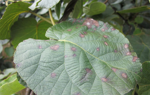 獼猴桃黑斑病怎么防治？司普沃為您解答