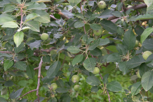 蘋(píng)果疫腐病的危害癥狀及發(fā)病規(guī)律