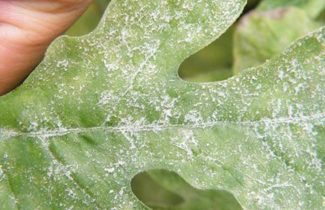 西瓜白粉病怎么防治？司普沃告訴您個小妙招