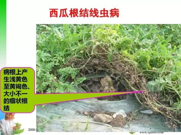 西瓜根線蟲病防治技術與管理