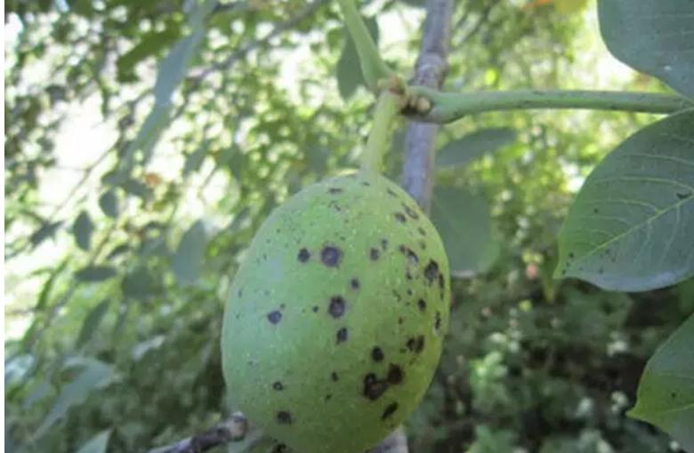 司普沃淺談芒果細菌性角斑病及防治建議