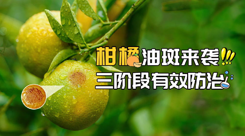 司普沃淺談柑橘油斑病的田間癥狀、誘發(fā)原因及預防措施
