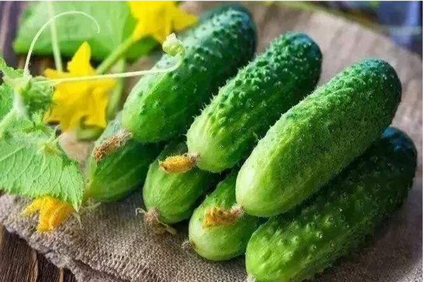 想要黃瓜優(yōu)質(zhì)生長(zhǎng)，需要考慮哪些因素，與司普沃一起討論討論