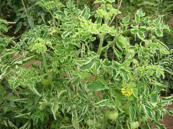 西紅柿卷葉是什么原因？應(yīng)該怎樣防治？與司普沃一起來看看