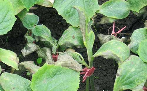 司普沃淺談茄子早疫病的發(fā)生癥狀、發(fā)病規(guī)律及綜合防治措施