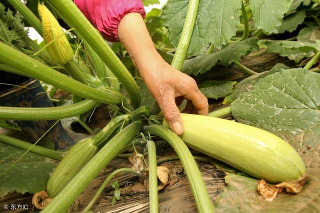 西葫蘆炭疽病如何防治？司普沃教您一招輕松解決