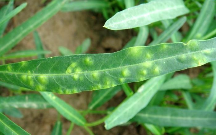 司普沃淺談空心菜白銹病的癥狀、病原、發(fā)生規(guī)律及防治技術(shù)