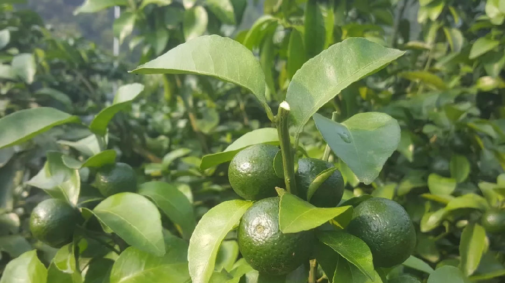 砂糖橘秋梢竟不老熟！這危害夠受嗎？司普沃來幫您